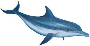 What S A Png File And How Do You Open One Dolphins Animals Background Images