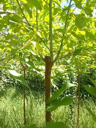 Image result for Eucalyptus cloeziana