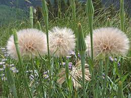 Foraging Salsify Or Goatsbeard Delicious Wild Edible Penniless Colorado Wildflowers Wild Edibles Wild Foraging