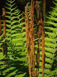 Image result for Osmundaceae