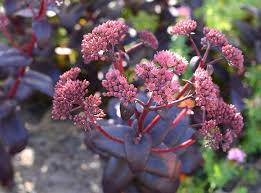 Image result for Sedum