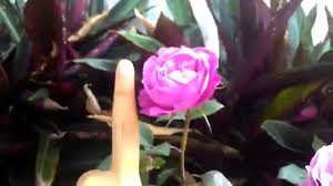 Bunga ini memiliki beberapa macam jenis, namun ada 5 jenis yang paling populer seperti lady mary baring, bougainvillea pultonii, bougainvillea elizabeth angus, bougainvillea easter parade, dan bougainvillea red. 31 Jenis Bunga Ros Di Kebun Emak Youtube