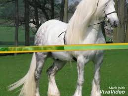 Există foarte multe rase de cai, de diverse culori, dimensiuni, constituții ale corpului. Cei Mai Frumosi Cai Din Lume Youtube