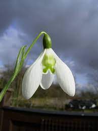 Judy S Snowdrops Lapwing Plants Planting Flowers Lily Of The Valley