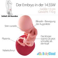 14 Ssw Embryo 14 Ssw Ssw Schwangerschaftskalender