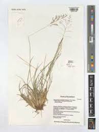 Image result for Sporobolus ioclados