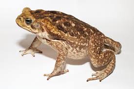 Heres Why You Should Never Kiss A Toad At The Smithsonian
