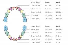Facts About Children Losing Teeth Lovetoknow