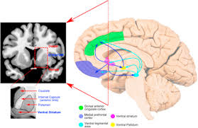 Meaning, pronunciation, synonyms, antonyms, origin, difficulty, usage index and more. The Anatomy Of Apathy A Neurocognitive Framework For Amotivated Behaviour Sciencedirect