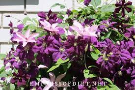 Most of them will grow in sandy soil provided you are prepared to do some initial soil preparation and give an annual mulch and feed. Clematis 101 Easy Care Guide Empress Of Dirt