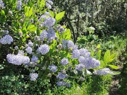 Support native bees by planting a variety of native flowering plants. Native Ceanothus Wild Lilac At Portland Nursery And Garden Center