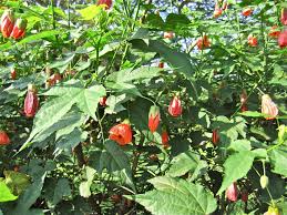 Image result for Abutilon longicuspe
