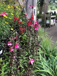 Image result for Lobelia fervens