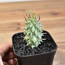 Image result for Euphorbia fanshawei