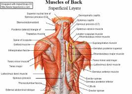 We hope this picture muscles of lower back diagram can help you study and research. Back Muscles Lower Back Muscles Anatomy Back Muscles Muscle Diagram