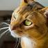 Top 10 Trainable Cat Breeds - Pet Central by Chewy
