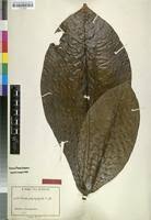 Image result for Gardenia imperialis