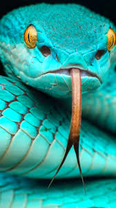 Animal/Snake (720x1280) Wallpaper ID: 782761 - Mobile Abyss