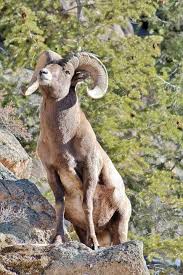 Big Horn Sheep Estes Park Co I Remember Seeing Them Climb The Rocks And I Also Remember Being Nervous That They Big Horn Sheep Mountain Goat Colorado Native