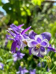 Beautiful purple flowers! 💜😍 I'm so fascinated about the structure of these flowers! My mother-in-law has this plant growing in her backyard! 🌸😃 Have a beautiful day everyone! 🌞💜 #spring2024 #upstateny #newyork