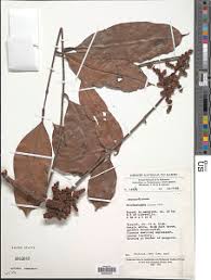 Image result for Trichoscypha lucens