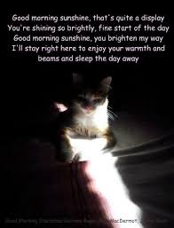 We have used the funny images from the internet in these good morning sunshine memes. Good Morning Sunshine Lolcats Lol Cat Memes Funny Cats Funny Cat Pictures With Words On Them Funny Pictures Lol Cat Memes Lol Cats