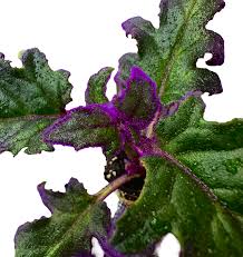 Image result for Gynura scandens