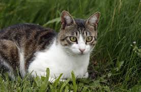 Unsere kleine graue katze sucht noch ein zuhause. Universitat Tilburg Umweltrechtler Fordern Freigang Verbot Fur Katzen Panorama Stuttgarter Zeitung