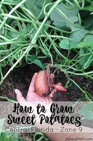 When to plant sweet potato? How To Grow Sweet Potatoes For Beginners Central Florida Zone 9 Growing Sweet Growing Sweet Potatoes Fall Garden Vegetables Winter Vegetables Gardening