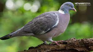 Check spelling or type a new query. 8 Jenis Burung Merpati Aduan Berdasarkan Karakter Warna Hewanpedia