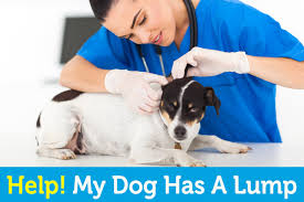 Thoughts of your dog having a tumor take over. Help My Dog Has A Lump Oxyfresh