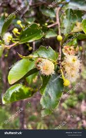 Image result for Aphloia theiformis