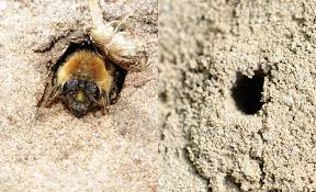 David furth and sèan brady, smithsonian institution. Pest Identification For Control Extermination And Removal Bees Asian Beetles Wasps Hornets Box Elder Bugs In Wisconsin The Bee Guy Wisconsin