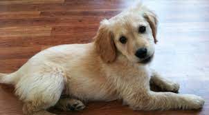 Cutest maltese puppies (compilation) toy & teacup puppy dogs. 10 Things You Need To Know About The Miniature Golden Retriever