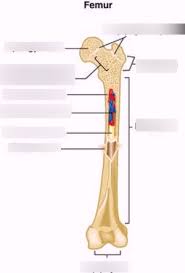 Long bones contain yellow bone marrow and red bone marrow, which produce blood cells. Parts Of The Long Bone Part Two Diagram Quizlet