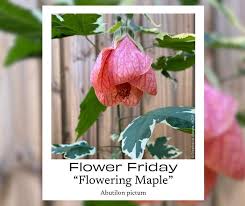 Image result for Abutilon longicuspe