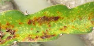 Hi, i have a newly planted dragon fruit cactus. Orange Spots On Dragon Fruit Plants 3 Ways To Handle