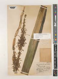 Image result for Sansevieria dawei