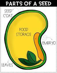 Parts Of A Seed Diagram Parts Of A Seed Plant Science Kindergarten Science