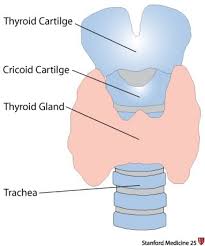 There are two major sections of the throat they are the pharynx and the larynx. Thyroid Exam Stanford Medicine 25 Stanford Medicine