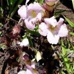 Image result for Aframomum spiroligulatum