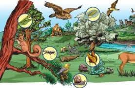 Punto di partenza sarà il loro libro di testo nel quale l'argomento è affrontato in maniera chiara ed. Catena Alimentare Definizione Ed Alcuni Esempi Pratici