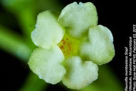 Image result for Rauvolfia mombasiana