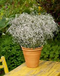 Ubersicht Hardy Pflanzen Fur Den Balkon Gypsophila Gypsophila Garten Entwurf Winterharte Pflanzen Winterharte Balkonpflanzen Winterharte Pflanzen Garten