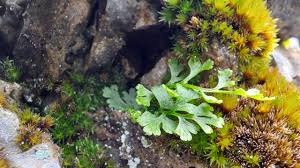 Image result for Anogramma leptophylla