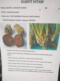 Kunyit merupakan tanaman rempah yang sangat popular di negara asia, kunyit ini sering dimanfaatkan sebagai bahan bumbu rempah dan bahan obat alami. Kunyit Hitam Ubi Rm50 50gram Stock Limited Shopee Malaysia