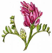 Image result for Astragalus