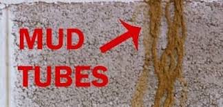 Termites are responsible for over $1 billion in damage each year in the united states. How To Kill Termites Orange County Pest Control