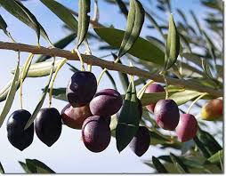 Maybe you would like to learn more about one of these? How To Brine Your Own Olives