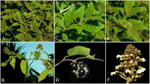 Image result for Premna tanganyikensis